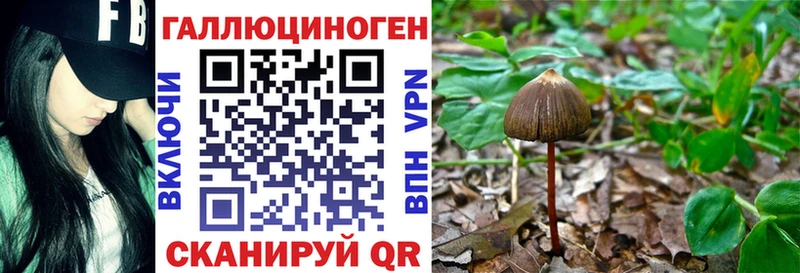 закладки  Никольское  Псилоцибиновые грибы Cubensis 